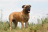 BULLMASTIFF 258